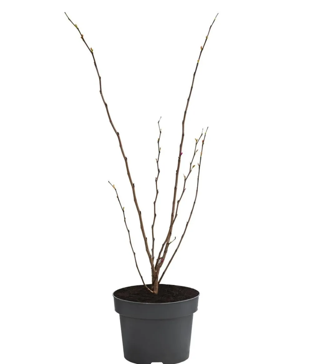 Dehner Chinesischer Judasbaum 'Avondale' Rosa Outlet