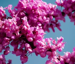 Dehner Chinesischer Judasbaum 'Avondale' Rosa Outlet