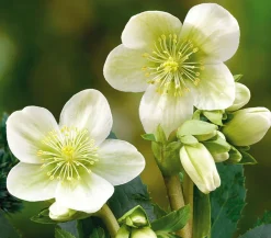 Dehner Blatt- & Schattenstauden > Christrose