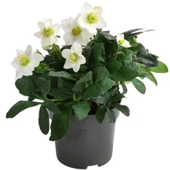 Dehner Blatt- & Schattenstauden > Christrose