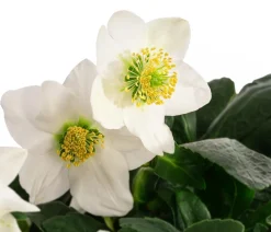 Dehner Blatt- & Schattenstauden > Christrose