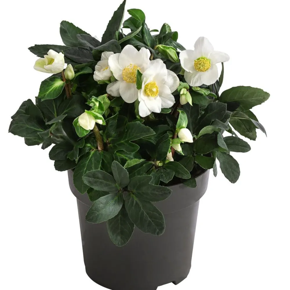 Dehner Blatt- & Schattenstauden - Christrose Weiß