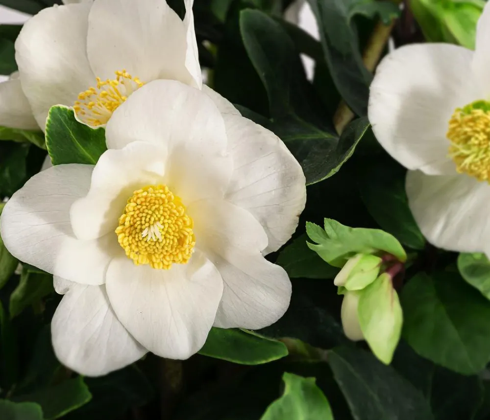 Dehner Blatt- & Schattenstauden - Christrose Weiß