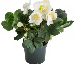 Dehner Blatt- & Schattenstauden > Christrose 'Christmas Carol'