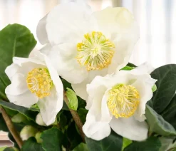 Dehner Blatt- & Schattenstauden > Christrose 'Christmas Carol'