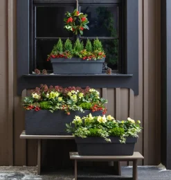 Dehner Blatt- & Schattenstauden > Christrose 'Christmas Carol'