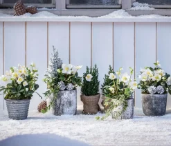 Dehner Christrose, 6er Schale Weiß Online