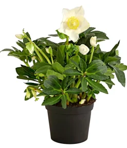 Dehner Christrose 'HGC® Jesko' Creme Hot