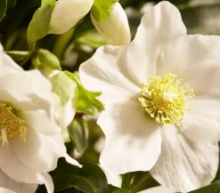 Dehner Blatt- & Schattenstauden > Christrose 'HGC Joel'