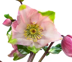 Dehner Blatt- & Schattenstauden > Christrose 'HGC® Winter Ballet® Katie'