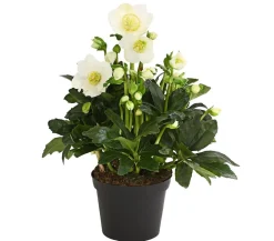Dehner Blatt- & Schattenstauden > Christrose 'HGC® Wintergold®'