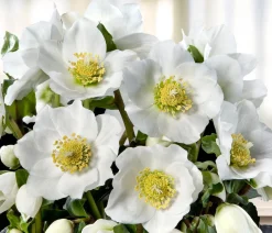 Dehner Blatt- & Schattenstauden > Christrose 'HGC® Wintergold®'