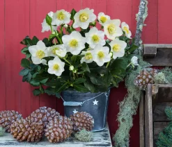 Dehner Blatt- & Schattenstauden > Christrose im Zinktopf