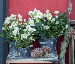 Dehner Blatt- & Schattenstauden > Christrose im Zinktopf