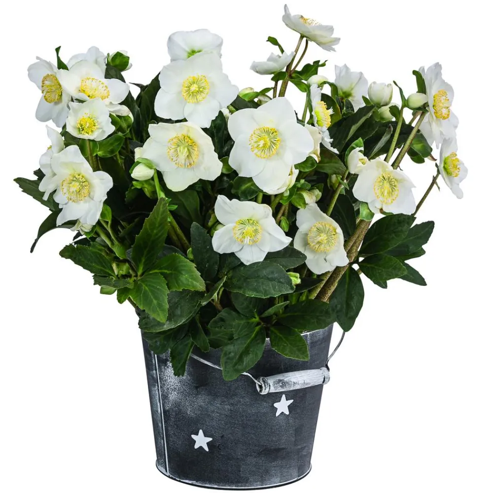Dehner Blatt- & Schattenstauden > Christrose im Zinktopf