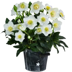 Dehner Christrose im Zinktopf Best