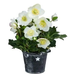 Dehner Blatt- & Schattenstauden - Christrose im Zinktopf