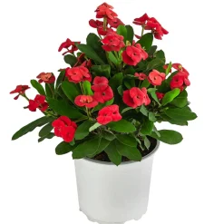 Dehner Sukkulenten > Christusdorn - Euphorbia milii