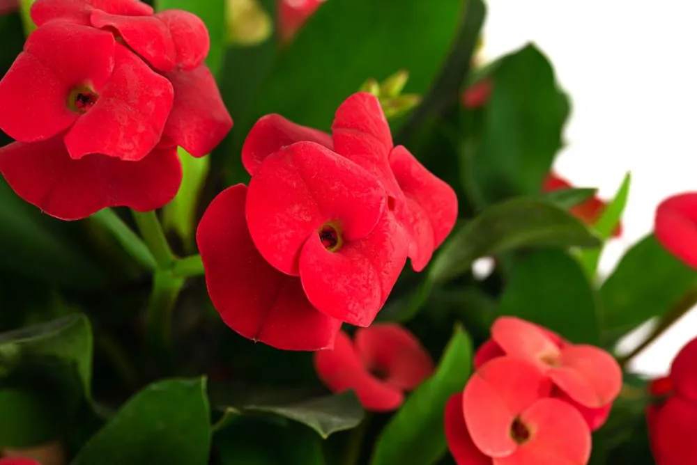 Dehner Sukkulenten > Christusdorn - Euphorbia milii