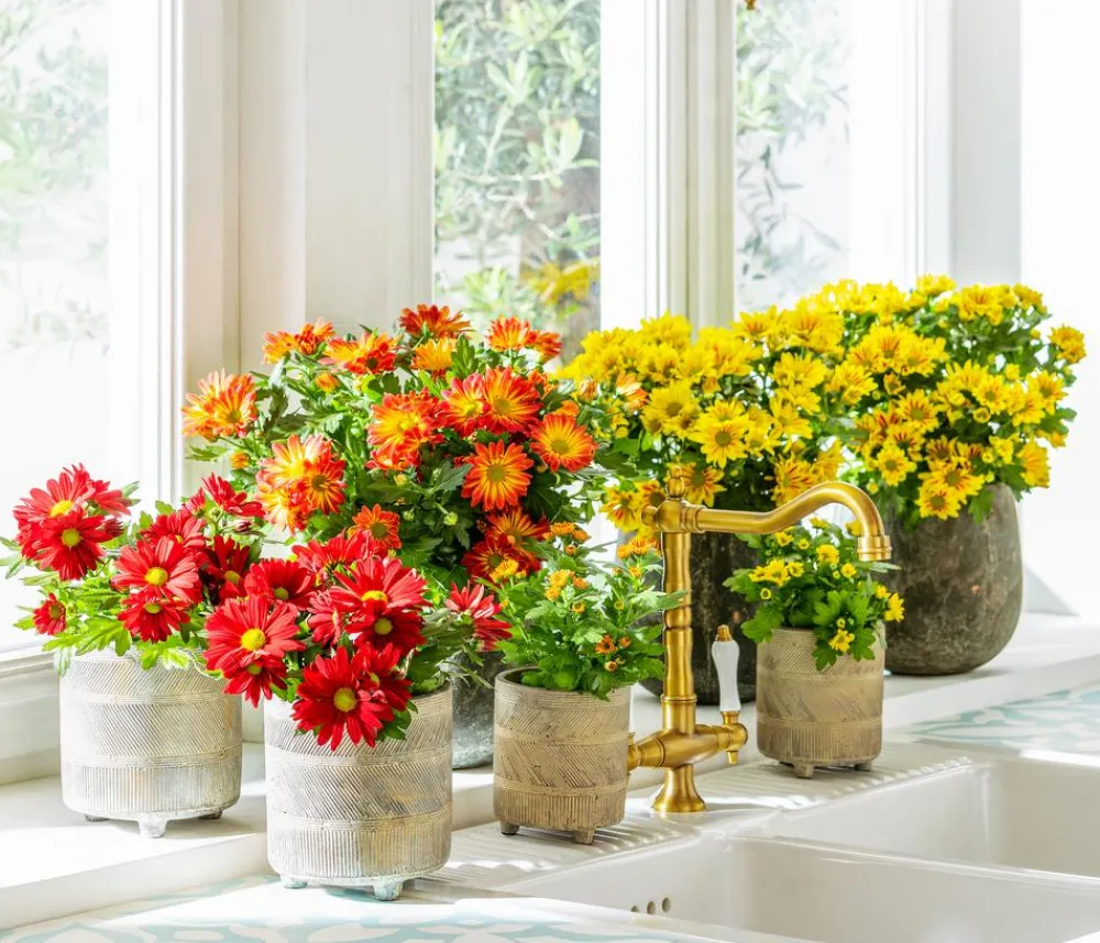 Dehner Terrassenpflanzen - Chrysantheme 'Circus'