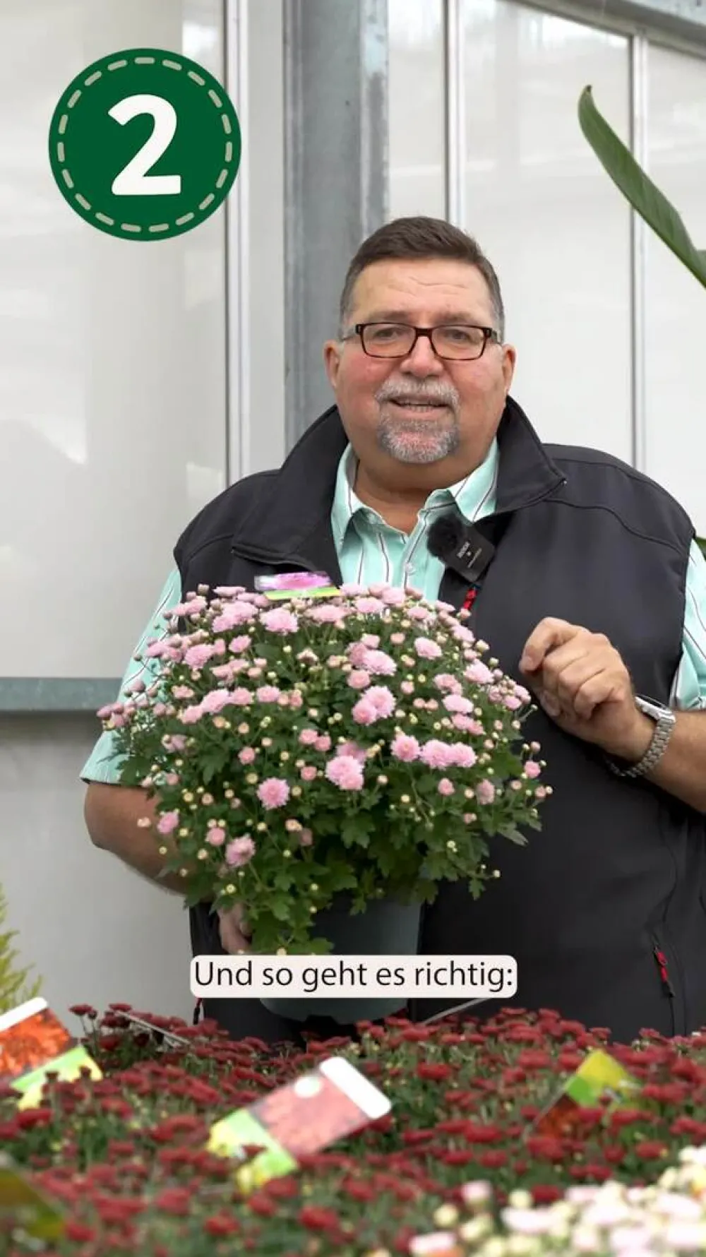 Dehner Terrassenpflanzen - Chrysantheme 'Circus'