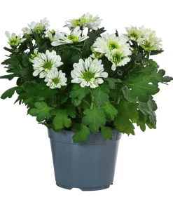 Dehner Chrysantheme 'Mount Nova Lime' Outlet