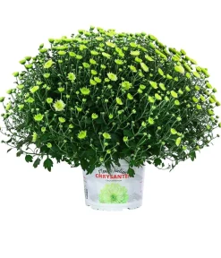 Dehner Chrysantheme 'Pistache' Grün Best