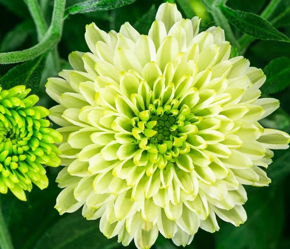 Dehner Chrysantheme 'Pistache' Grün Best