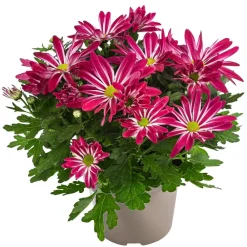 Dehner Chrysantheme 'Rainbow Carousel' Outlet