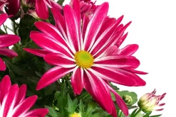 Dehner Chrysantheme 'Rainbow Carousel' Outlet