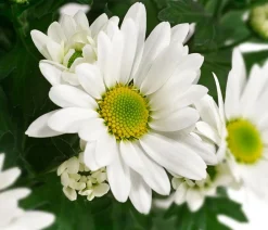 Dehner Sommerblumen - Chrysantheme 'Swifty', ca. 20-30 cm, verschiedene Farben