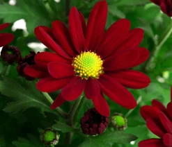 Dehner Sommerblumen - Chrysantheme 'Swifty', ca. 20-30 cm, verschiedene Farben