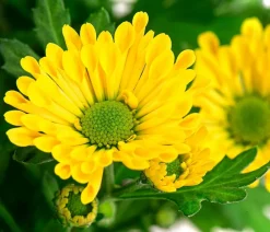 Dehner Sommerblumen - Chrysantheme 'Swifty', ca. 20-30 cm, verschiedene Farben