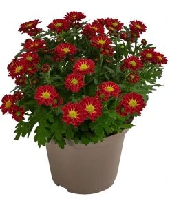 Dehner Sommerblumen - Chrysantheme 'Swifty', ca. 20-30 cm, verschiedene Farben