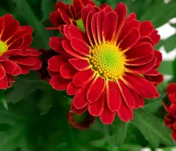 Dehner Sommerblumen - Chrysantheme 'Swifty', ca. 20-30 cm, verschiedene Farben