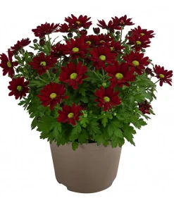 Dehner Sommerblumen - Chrysantheme 'Swifty', ca. 20-30 cm, verschiedene Farben
