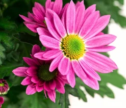 Dehner Sommerblumen - Chrysantheme 'Swifty', ca. 20-30 cm, verschiedene Farben