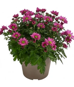 Dehner Sommerblumen - Chrysantheme 'Swifty', ca. 20-30 cm, verschiedene Farben