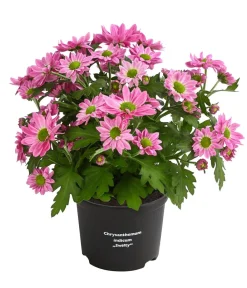 Dehner Chrysantheme 'Swifty', verschiedene Farben Discount