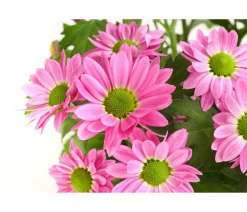 Dehner Chrysantheme 'Swifty', verschiedene Farben Discount