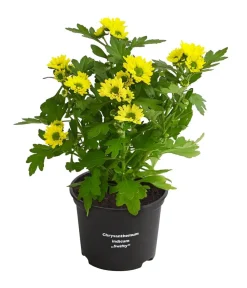 Dehner Chrysantheme 'Swifty', verschiedene Farben Discount