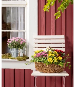 Dehner Chrysantheme 'Swifty', verschiedene Farben Discount