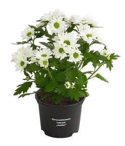 Dehner Chrysantheme 'Swifty', verschiedene Farben Discount
