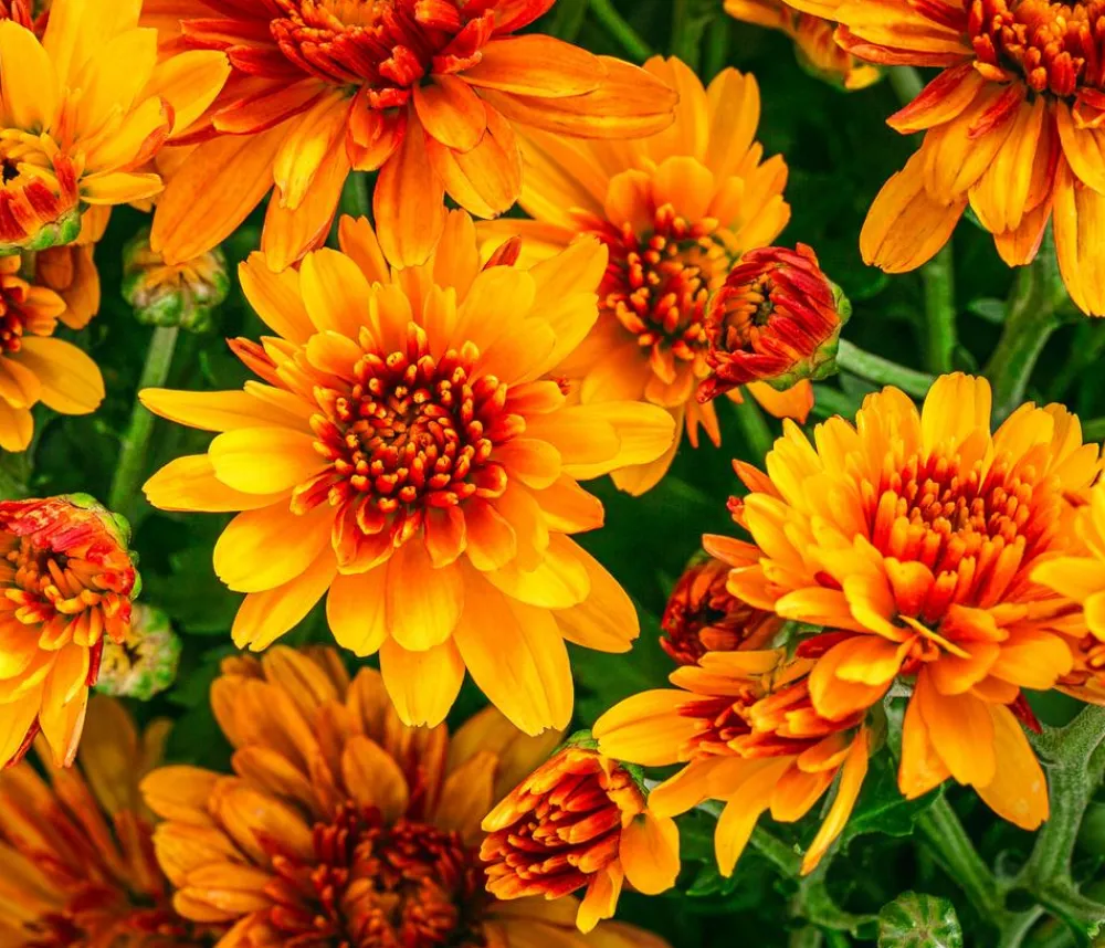 Dehner Chrysantheme 'Tocca' Orange Discount