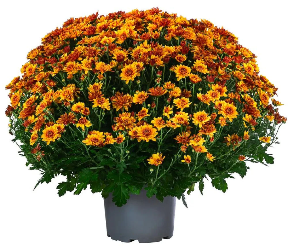 Dehner Chrysantheme 'Tocca' Orange Discount