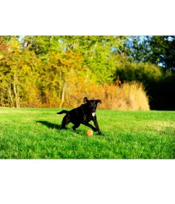 Chuckit! Hundespielzeug - ® Hundespielzeug Tennisball Orange
