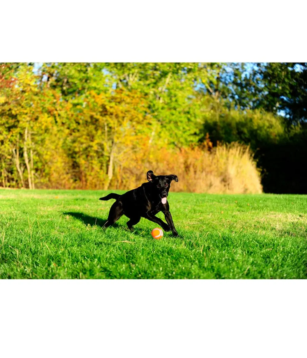 Chuckit! Hundespielzeug - ® Hundespielzeug Tennisball Orange