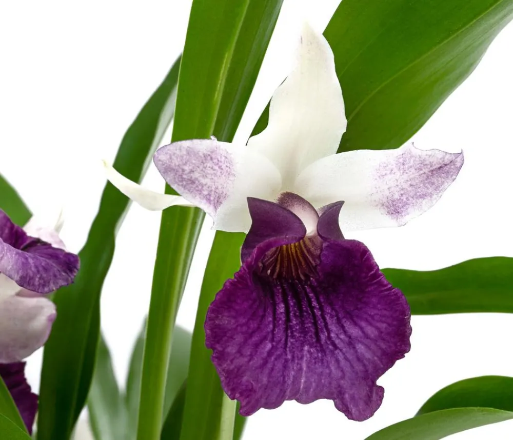 Dehner Orchideen - Cochleanthes-Orchidee - Cochleanthes hybride