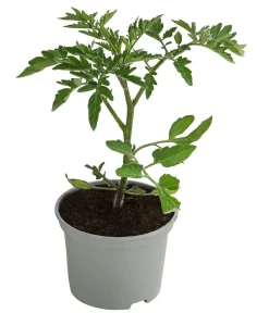 Dehner Auberginen- & Tomatenpflanzen - Cocktailtomate, Rot