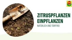Compo Spezialerde > BIO Zitrus-Pflanzenerde, 10 l